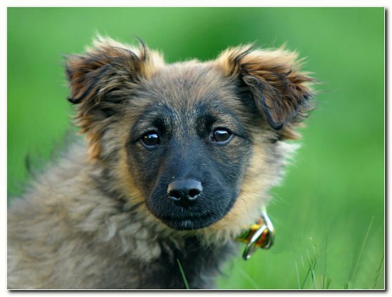KAMELEK- cudny, kontaktowy SZCZENIAK jak OWIECZKA do ADOPCJI!